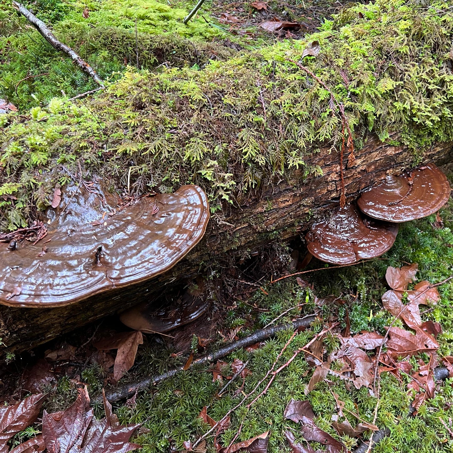 Artist’s Conk - Dried