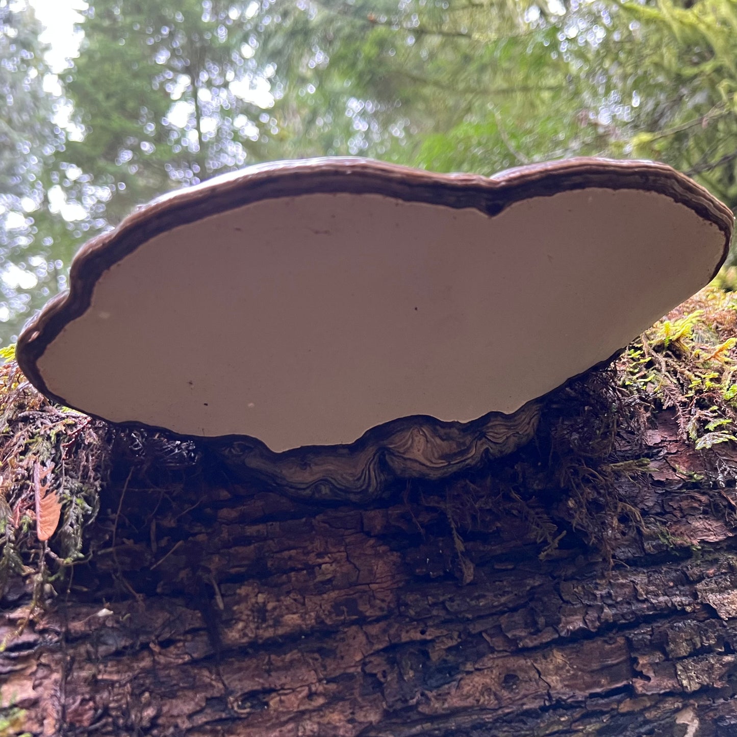 Artist’s Conk - Dried