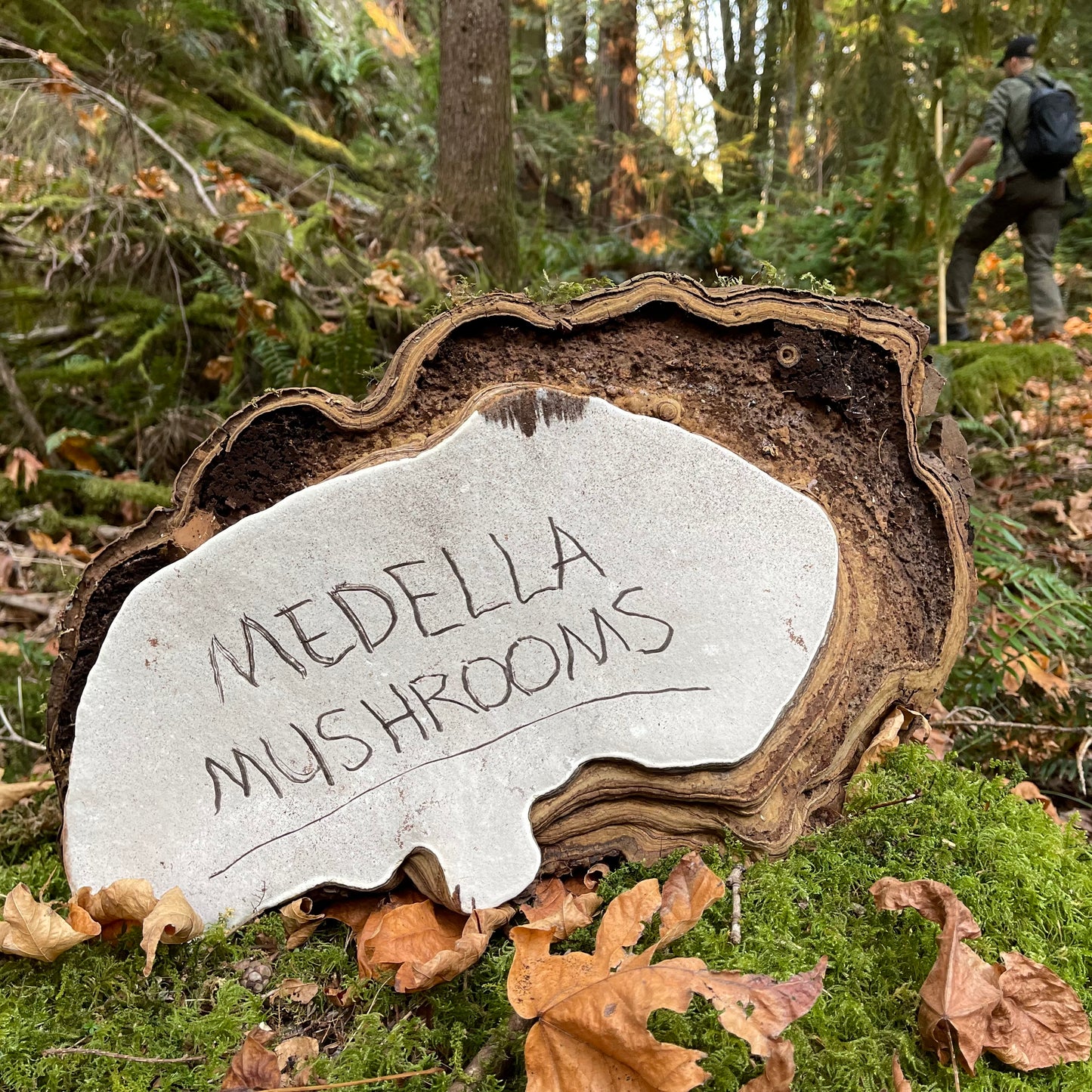 Artist’s Conk - Dried