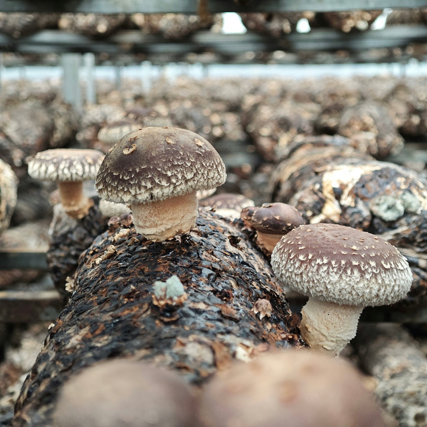 Shiitake - Dried