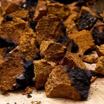 Chaga - Dried