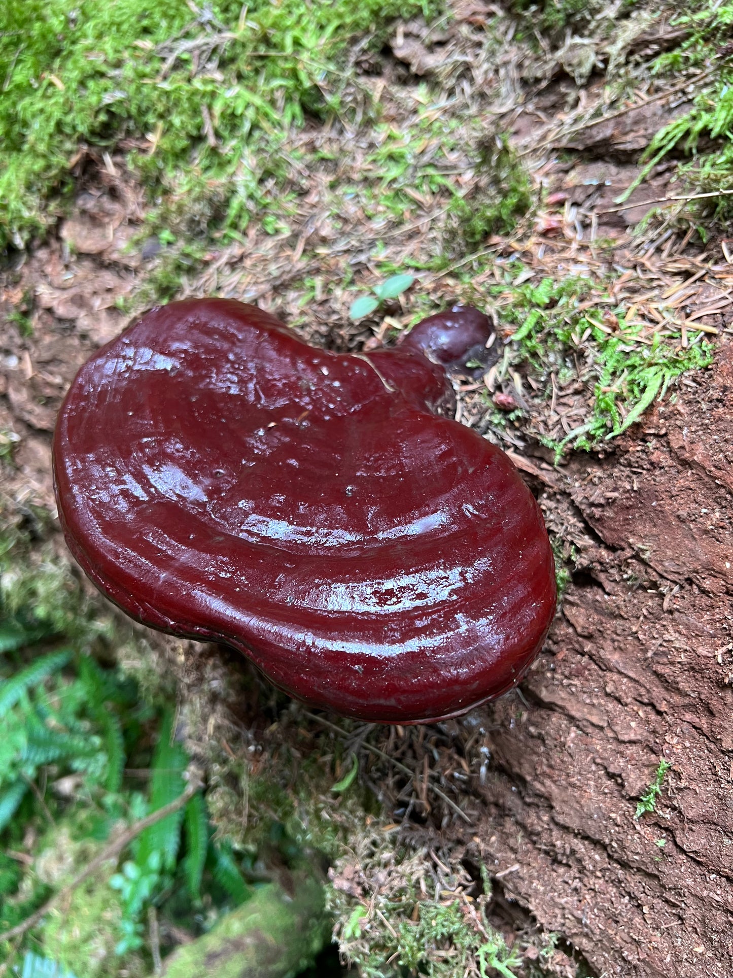 West Coast Reishi Tincture