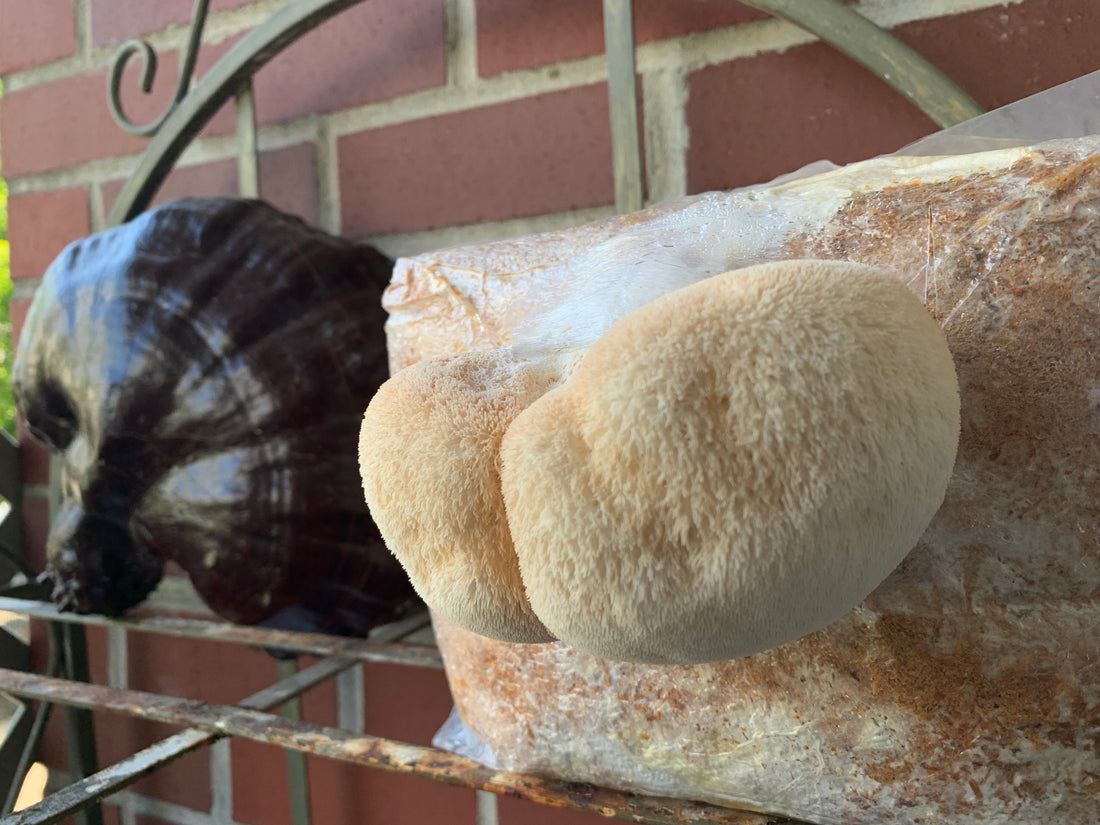 How to Get Started in Cultivating Your Own Mushrooms