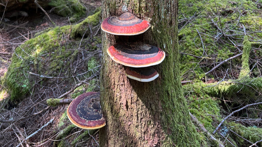 Foraging