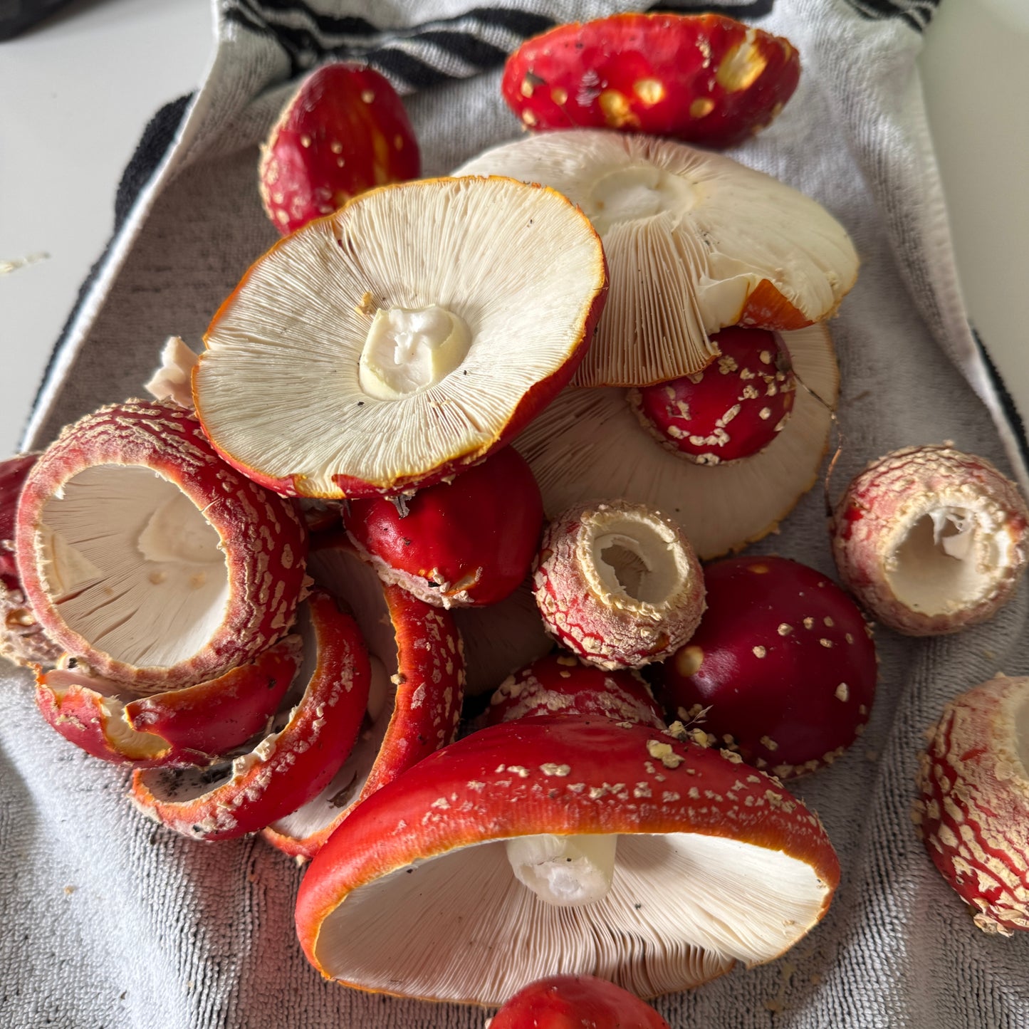 Medella Muscaria Rub