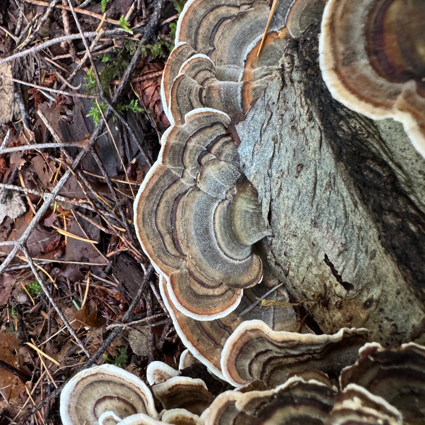 Turkey Tail - Dried