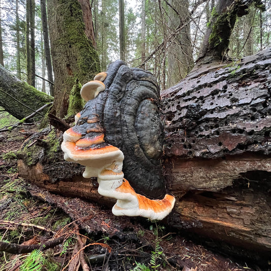 Red Belted Conk