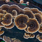 Turkey Tail - Dried
