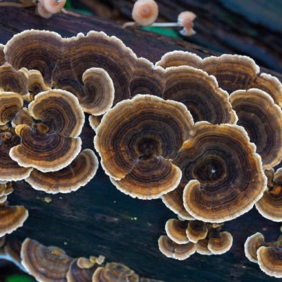 Turkey Tail