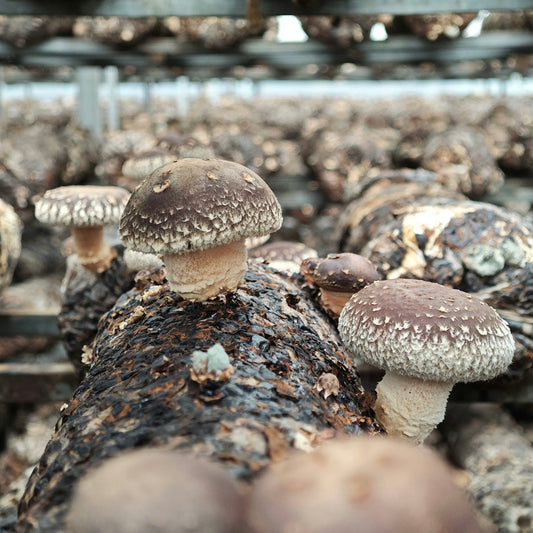Shiitake - Dried
