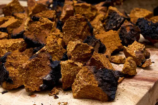 Chaga