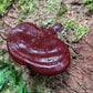 West Coast Reishi Tincture