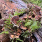 Turkey Tail Tincture